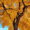 Profile picture of syrupskater